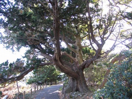 写真が表示されるまでしばらくお待ち下さい